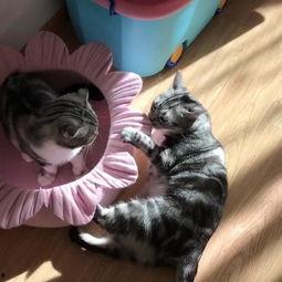 九喵吃瓜,揭秘娱乐圈那些不为人知的幕后故事