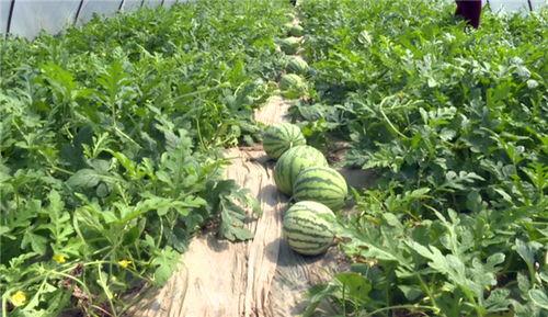 嘉兴最新吃瓜事件视频