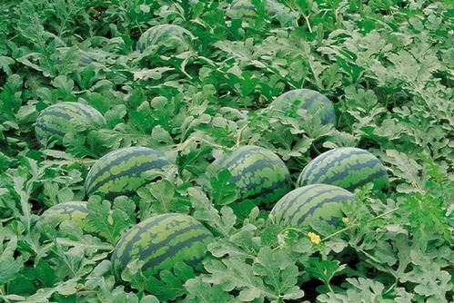 绩溪古茗吃瓜事件,一场网络热议的瓜田风波