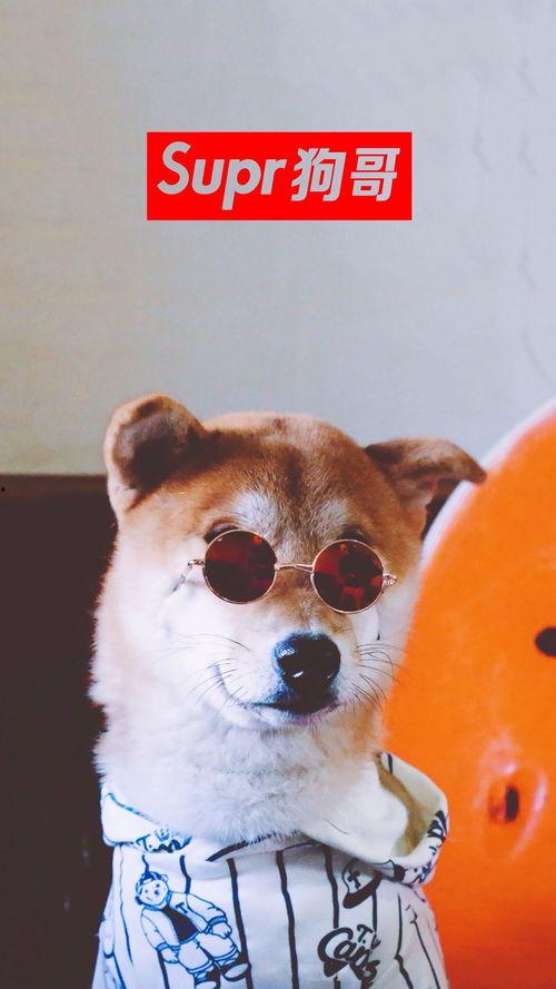 二狗子直播吃瓜,揭秘娱乐圈幕后真相