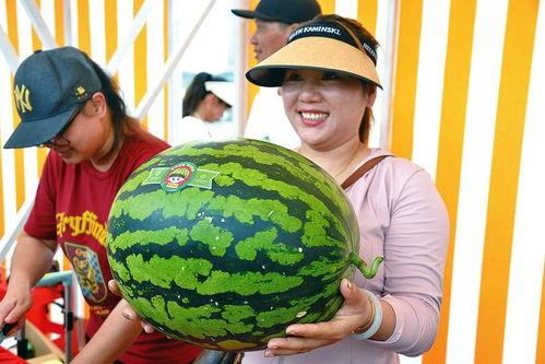 吃瓜11,一场全民参与的娱乐盛宴